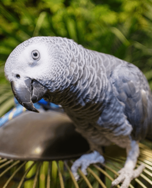 Оранжерея «7 садов»